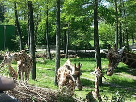 Banner Mutter-Kind-Gruppe: Ausflug Tierpark Schmiding