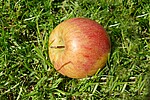 Logo --- *** Aktion: Streuobst für alle ***----